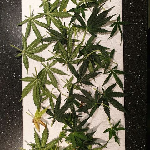 Delta 9 growlog timeline photo