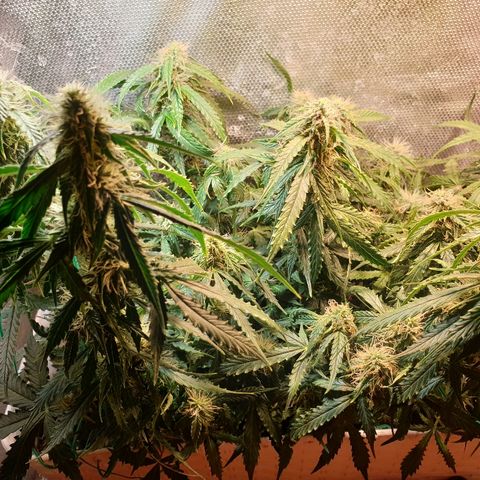 Delta 9 growlog timeline photo