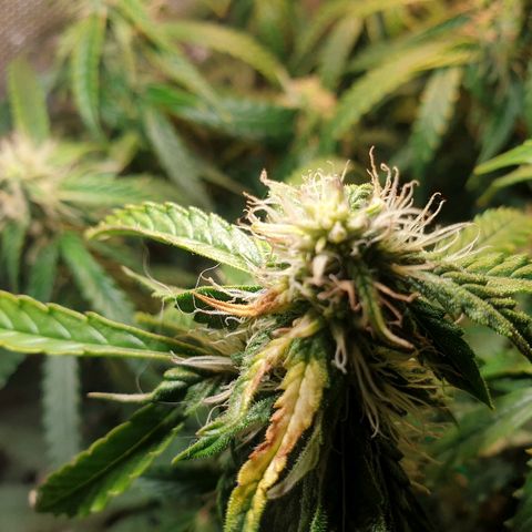 Delta 9 growlog timeline photo