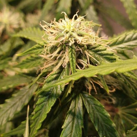 Delta 9 growlog timeline photo