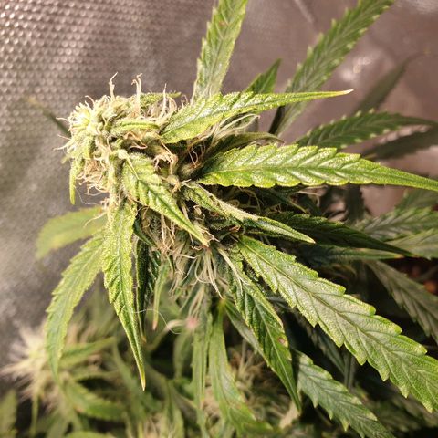 Delta 9 growlog timeline photo
