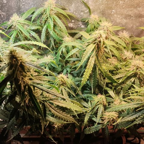 Delta 9 growlog timeline photo