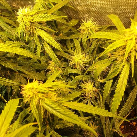 Delta 9 growlog timeline photo