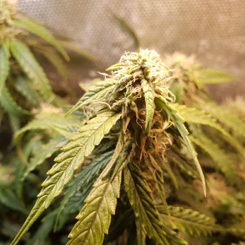 Delta 9 growlog timeline photo