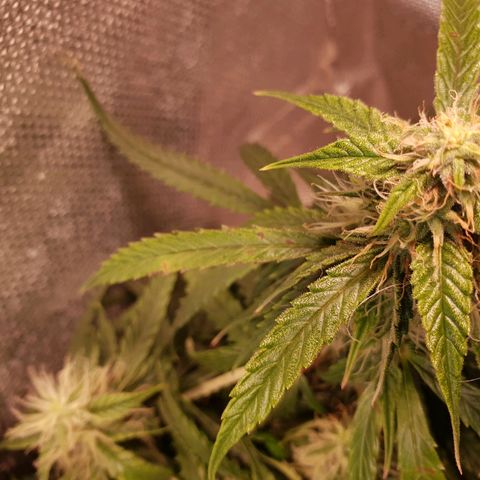 Delta 9 growlog timeline photo
