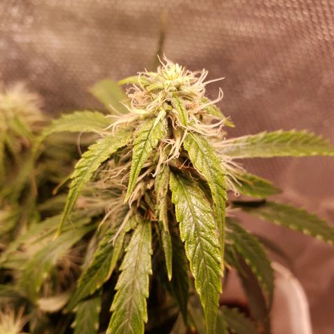 Delta 9 growlog timeline photo