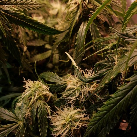 Delta 9 growlog timeline photo