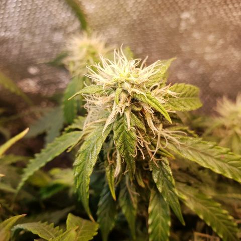 Delta 9 growlog timeline photo