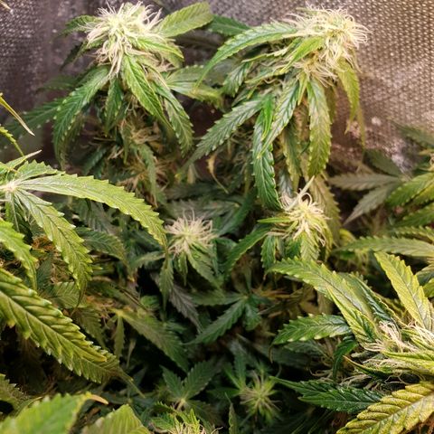 Delta 9 growlog timeline photo