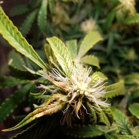 Delta 9 growlog timeline photo