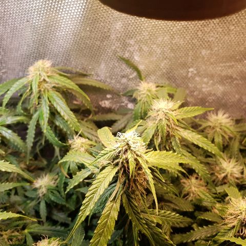Delta 9 growlog timeline photo