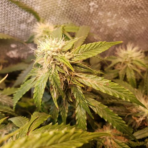 Delta 9 growlog timeline photo