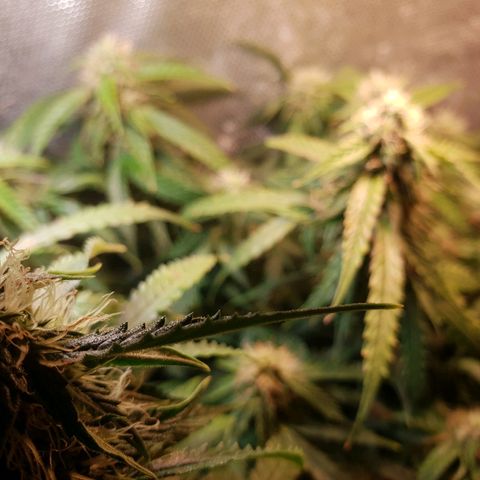 Delta 9 growlog timeline photo