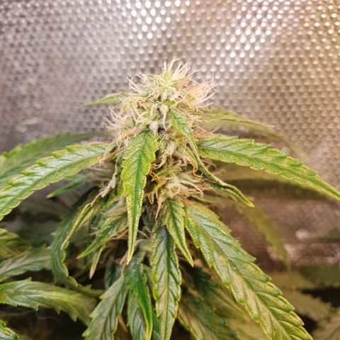 Delta 9 growlog timeline photo