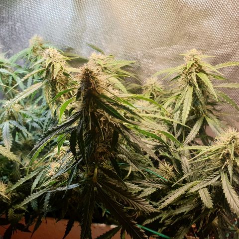 Delta 9 growlog timeline photo