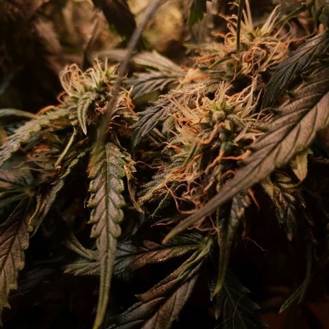 Delta 9 growlog timeline photo