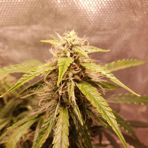 Delta 9 growlog timeline photo