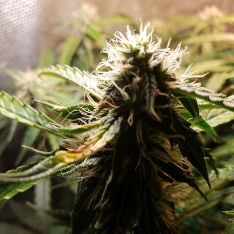 Delta 9 growlog timeline photo