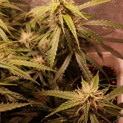 Delta 9 growlog timeline photo