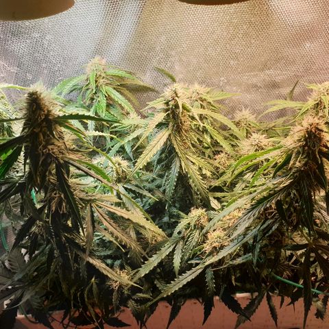 Delta 9 growlog timeline photo