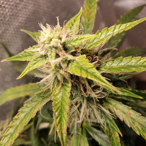 Delta 9 growlog timeline photo