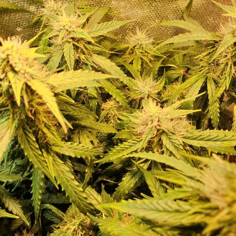Delta 9 growlog timeline photo