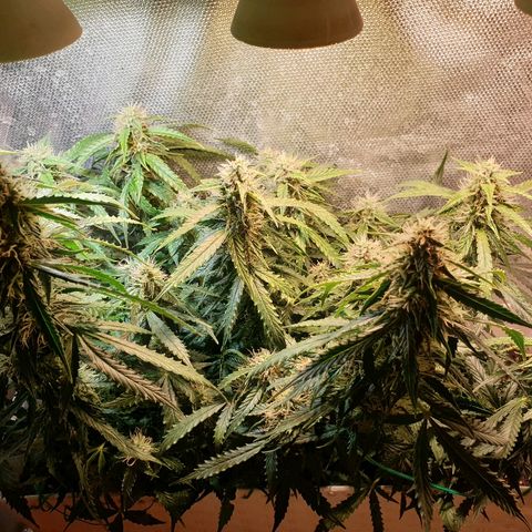 Delta 9 growlog timeline photo