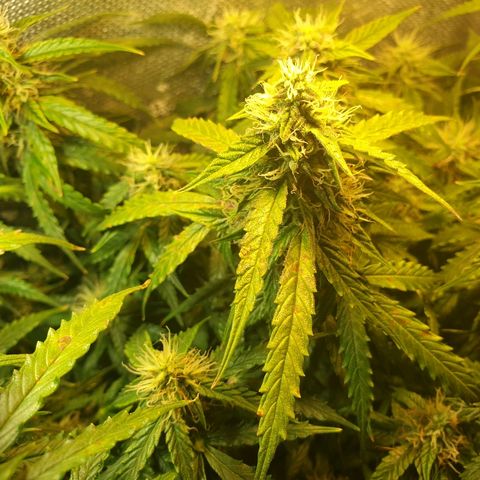 Delta 9 growlog timeline photo