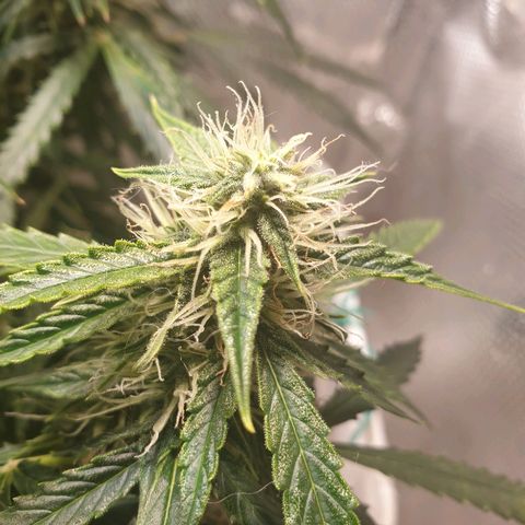 Delta 9 growlog timeline photo