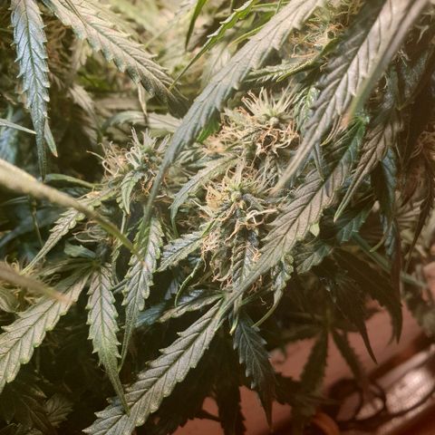 Delta 9 growlog timeline photo