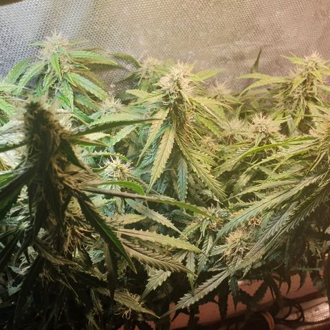 Delta 9 growlog timeline photo
