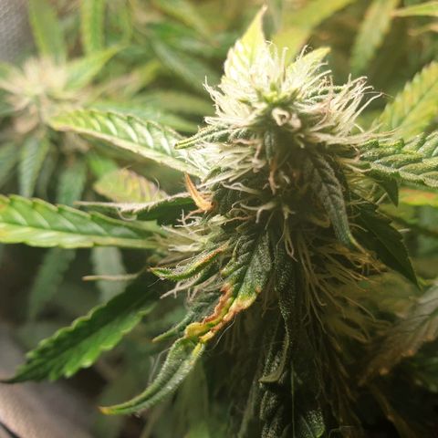 Delta 9 growlog timeline photo