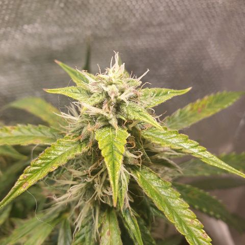 Delta 9 growlog timeline photo