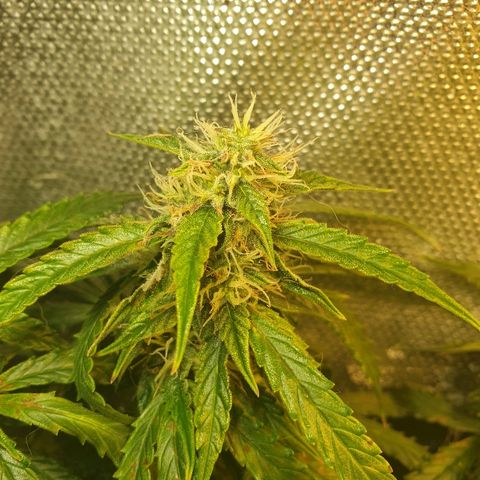 Delta 9 growlog timeline photo