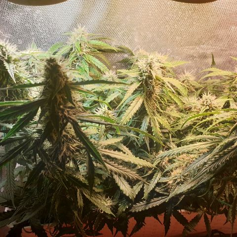 Delta 9 growlog timeline photo