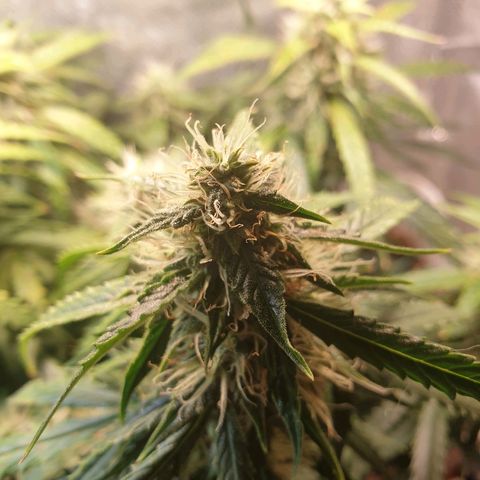 Delta 9 growlog timeline photo