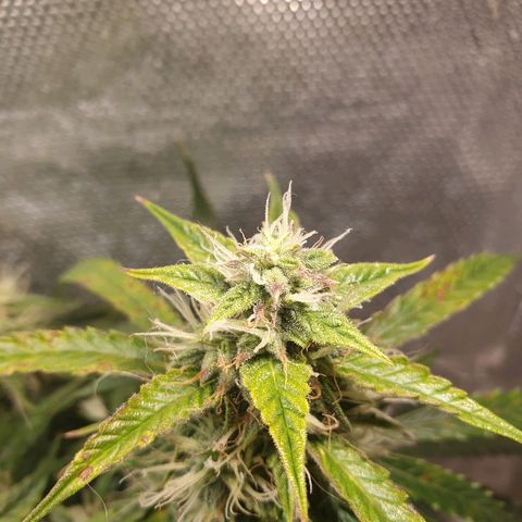 Delta 9 growlog timeline photo