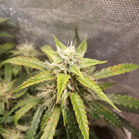 Delta 9 growlog timeline photo