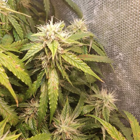 Delta 9 growlog timeline photo