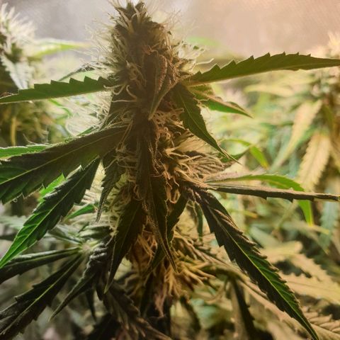 Delta 9 growlog timeline photo