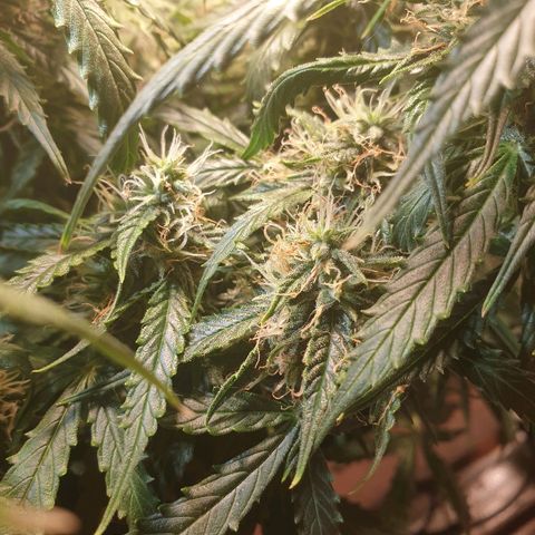 Delta 9 growlog timeline photo