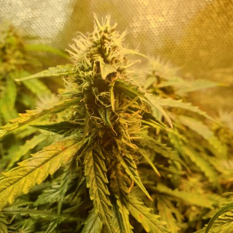 Delta 9 growlog timeline photo