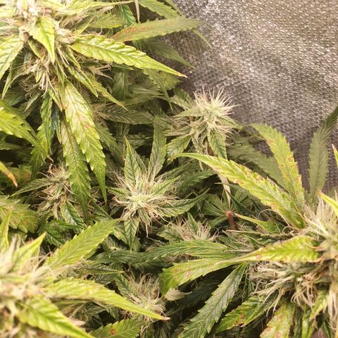 Delta 9 growlog timeline photo