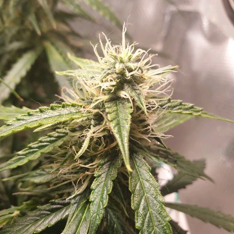Delta 9 growlog timeline photo