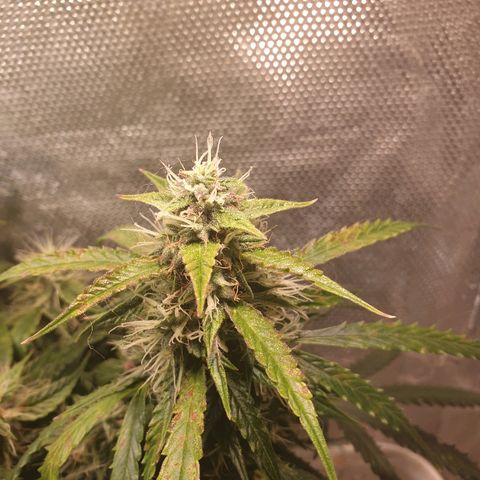 Delta 9 growlog timeline photo