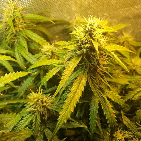 Delta 9 growlog timeline photo