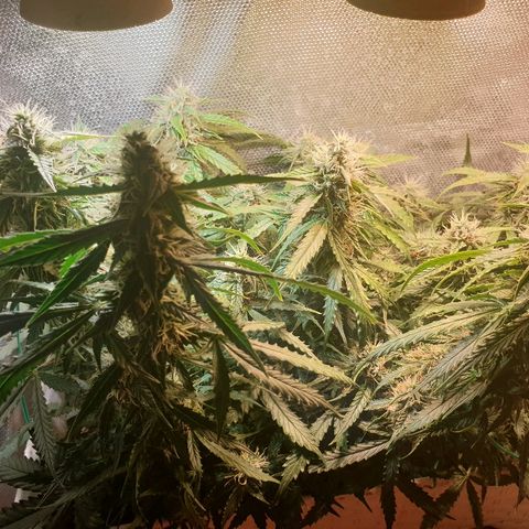 Delta 9 growlog timeline photo
