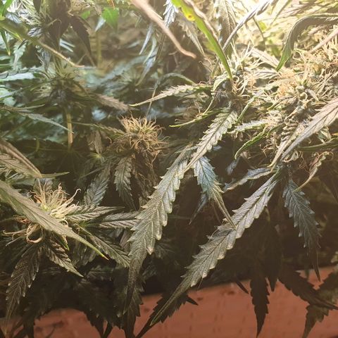 Delta 9 growlog timeline photo