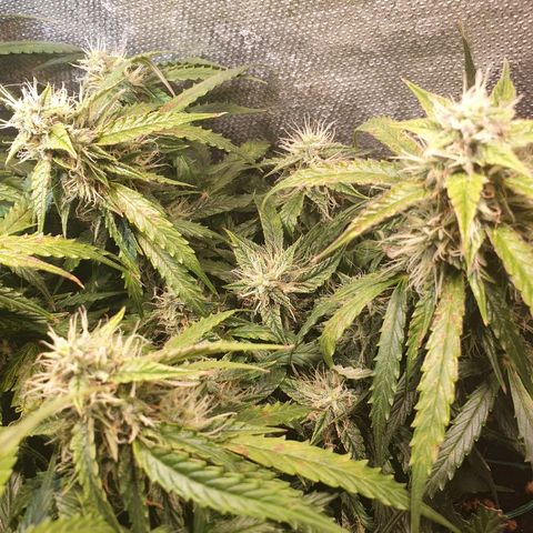 Delta 9 growlog timeline photo