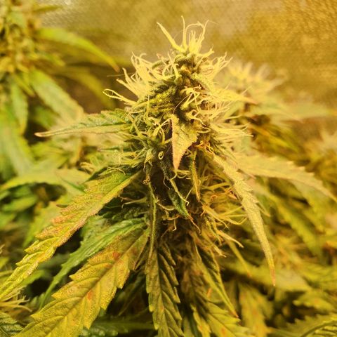 Delta 9 growlog timeline photo